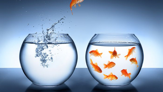 fish1-530x300.jpg