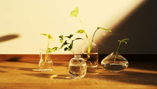 plants-in-glasses-530x300.jpg